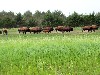 A buffalo herd in Kansas !