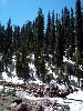 Tall pines and snow in the Rockies.