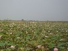 Harvesting lotus