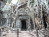 Spectacular roots at Ta Prahm Temple