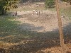 Locals drawing water to catch fish