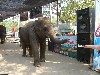 Elephant receiving money after performance