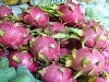 Rambutan