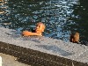 Water sprites.