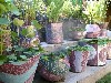 Garden with Baxter&rsquo;s mosaic pots and Bill&rsquo;s plants