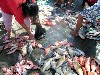 Buying fish