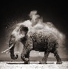 An elephant photo by Nick Brandt at Iris Gallery on Newbury Street.