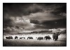 Brandt&rsquo;s Elephant Herd.