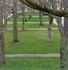 LR Karl Volkman - Trees on North Street