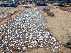 Drying fish