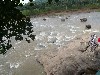 Pinnawala Elephant Orphanage