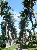 Royal Palm Alley at Botanical Gardens