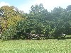 Giant fig tree at Botanical Gardens