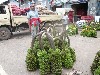 Bananas at the wholesale market