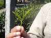 Part of the plant that is picked