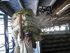 Bringing tea leaves for processing