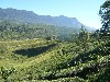 Terraced hills for vegetables