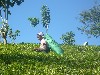 Tamil tea picker