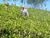 Tea pickers