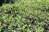 Tea plants