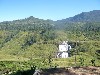Waterfall streaming through tea gardens