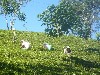 Tea plantation with tea pickers