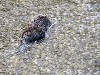 The Beaver is turned around yet again.