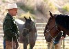 Buck inspired Redford in The Horse Whisperer.
