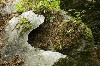 Whale Mouth image by Canavino