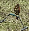 A bit of falconry between sets.