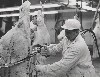 Harvard Film Achives: Meat