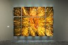 Mat Collishaw, Bullet Hole 