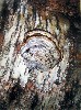 From the Mighty Birch Diptych, II, by Astrid Hiemer.