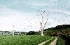 A "Tree" form pylon design by Andy Martin Architects.