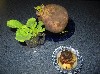 The volunteer greens made a floral arrangement and the head in water for sprouting. 
