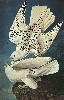 A pair of white hawks.