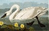 A swan by Audubon.