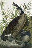 A Canadian Goose.