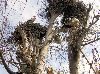 Storks nesting on trees