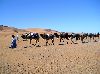 Our camel caravan