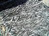 Marble slab with imbedded fossils