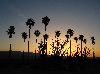 Sunrise in the Palms / Anza-Borrego Desert