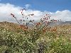 Ocotillo / Anza-Borrego Desert