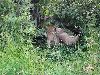 Lion with cubs