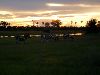 Zebras at dusk