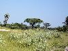 Umbrella Acacia