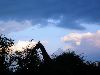 Giraffe at dawn