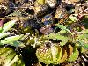 Pygmy goose eggs in tangled vegetation