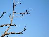 Dead tree with bird