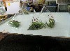 Crickets for sale